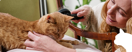 Blog: Comment prendre soin du pelage de mon chat ? 